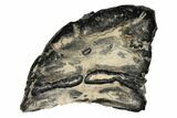 Mammoth Molar Slice With Case - South Carolina #99522-1